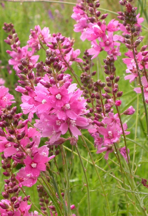 Pink Nelson's checker-mallow flowers blooming in a field