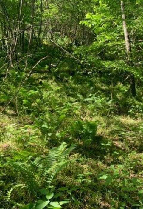 Wooded mountain side property of Erwin National Fish Hatchery