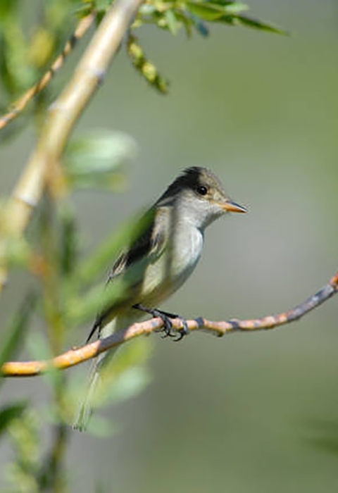 A Willow Flycatcher perched on a branch.