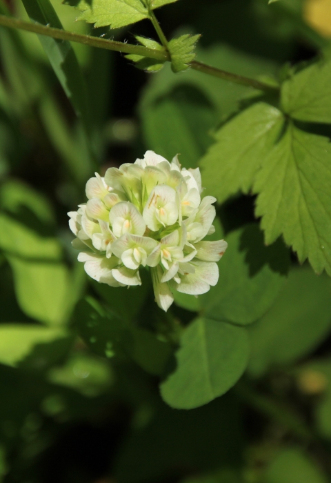 Running buffalo clover in bloom