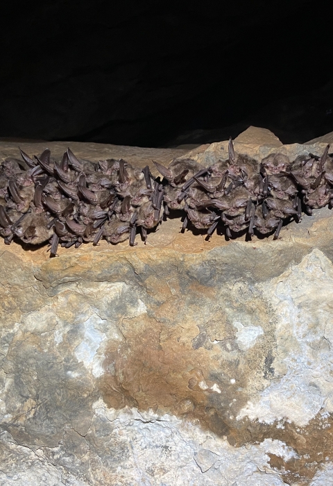 Cluster of hibernating Ozark big-eared bats