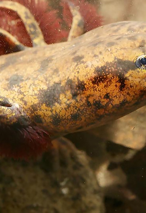 Partial view- head, upper torso, and right forelimb - of a salamander underwater standing on a rock with leaves and other debris in the background.
