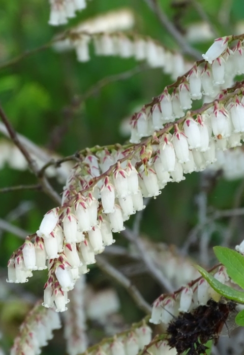 Small white upside down bell shaped flowers on vines