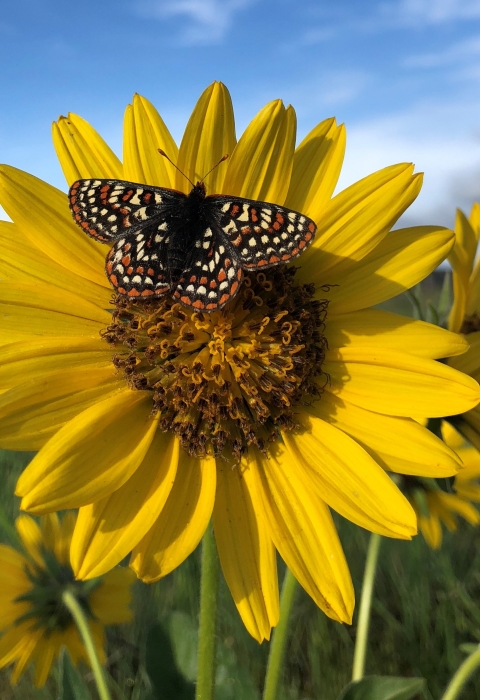 A Taylor's checkerspot butterfly on a yellow flower in a prairie