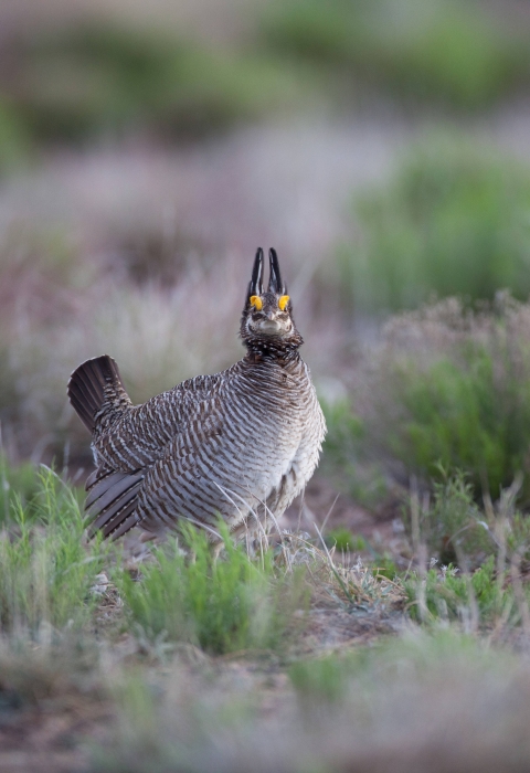 a mid-sized brown bird stands in low-lying vegetation