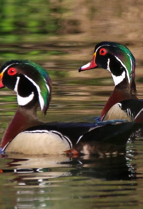 Two green,red, brown, white & black male wood ducks floating on water