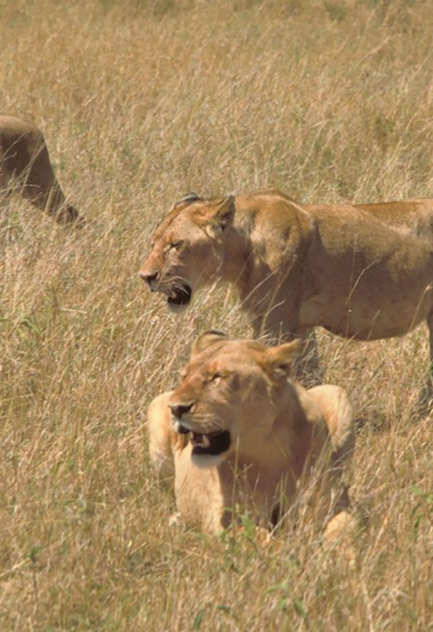 Three lioness in a field of tall dry grass.