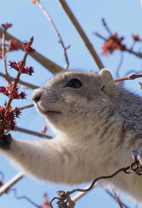 Delmarva Peninsula fox squirrel