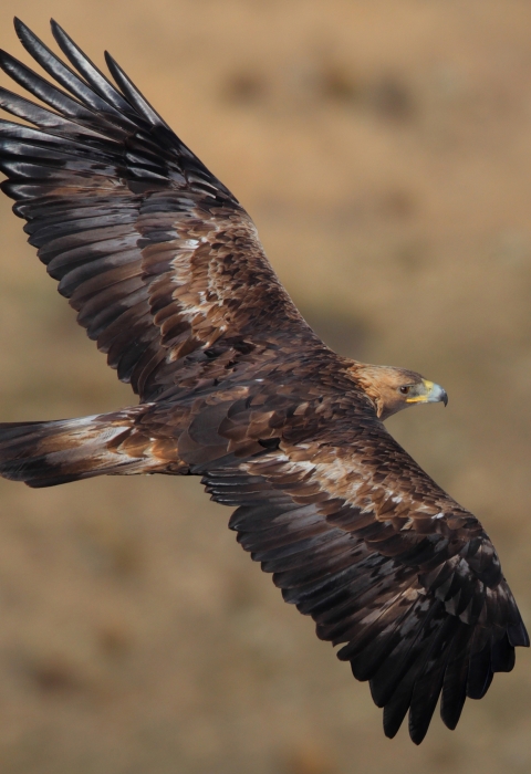 A golden eagle in the wild