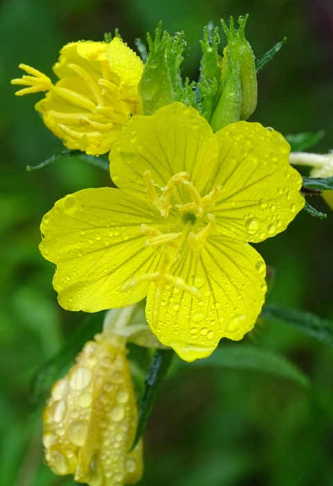 Bright yellow flowers on green vine
