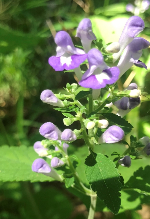 green plant with purple blossoms