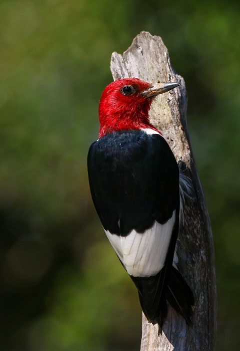 Red-headed white & black woodpecker hanging on a brown broken branch