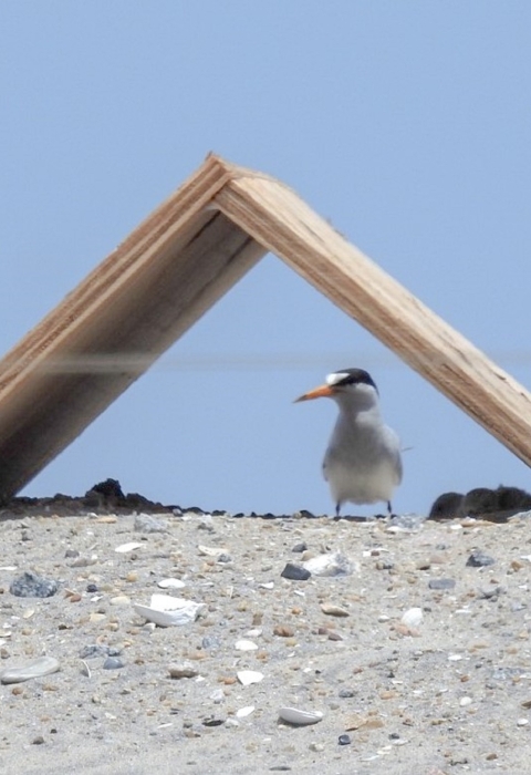 small brown plywood tent on sand with white/black terns and tern babies under wood