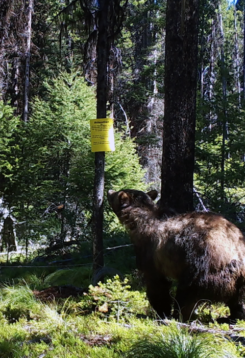 Grizzly bear visiting a hair snare site