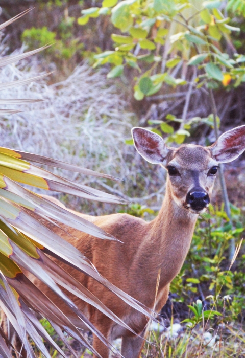 A Key deer looks around vegetation on Big Pine Key Florida.
