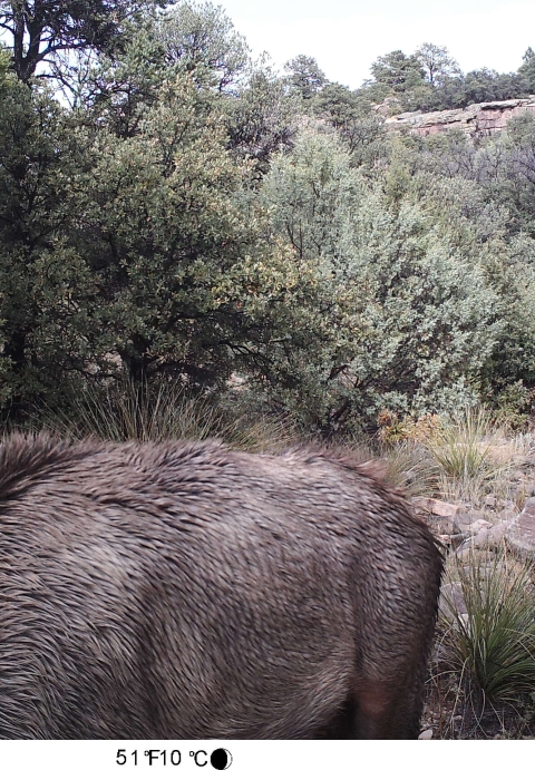 path with body of elk in foreground with mountain lion hiding near tree on right