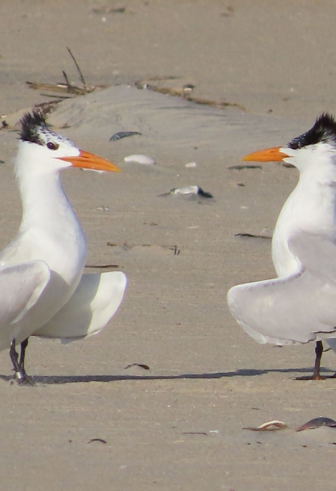Two royal terns, white with black crest and orange bills facing each other on sandy beach