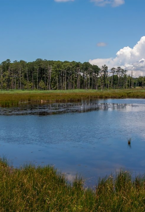 View of wetlands from the boardwalk at Blackwater National Wildlife Refuge in Maryland. 