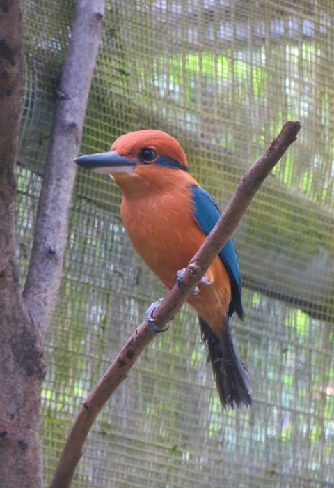 A sihek stand on a branch in a cage. It is cinnamon orange with metallic blue wings and tail. It's beak is large and black and it has a metallic blue stripe retreating from its eye like mascara.