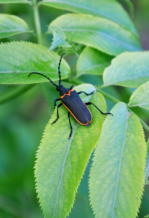 a black and red valley elderberry longhorn beetle rests on an elderberry leaf
