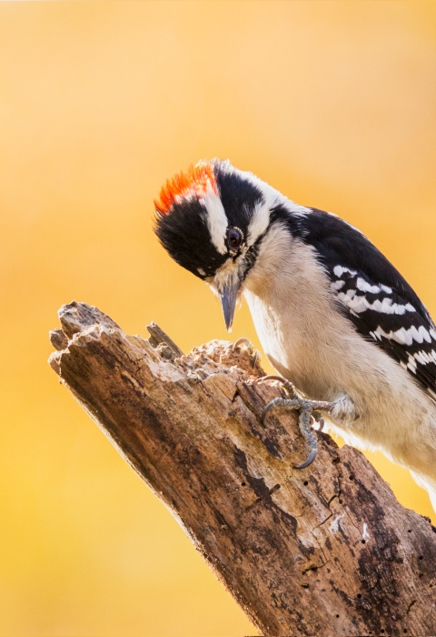 A black and white striped woodpecker with red patch on the top of its head, dark wings with white spots