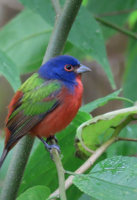 A bird on a branch with indigo head, red breast, and green wings