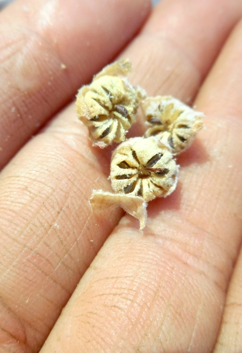Hand holding seeds