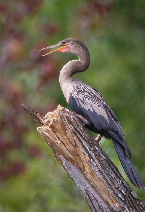 Different shades of gray bird, long bill and tail standing on top of broken tree