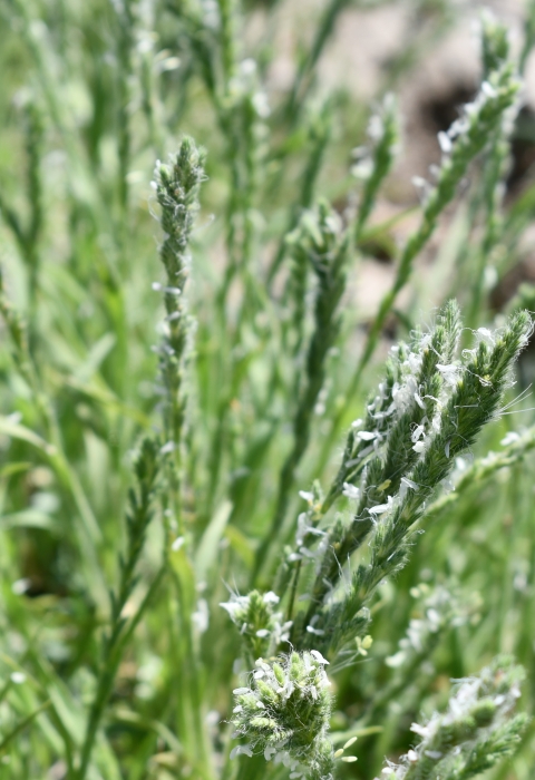 flowering grass heads
