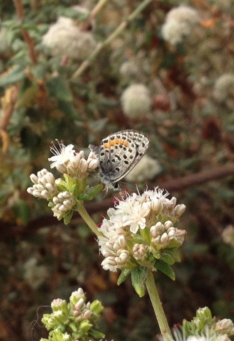white butterfly with black and orange spots sits on white flower