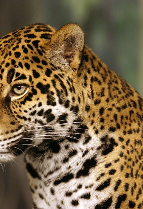 Jaguar head shot. 