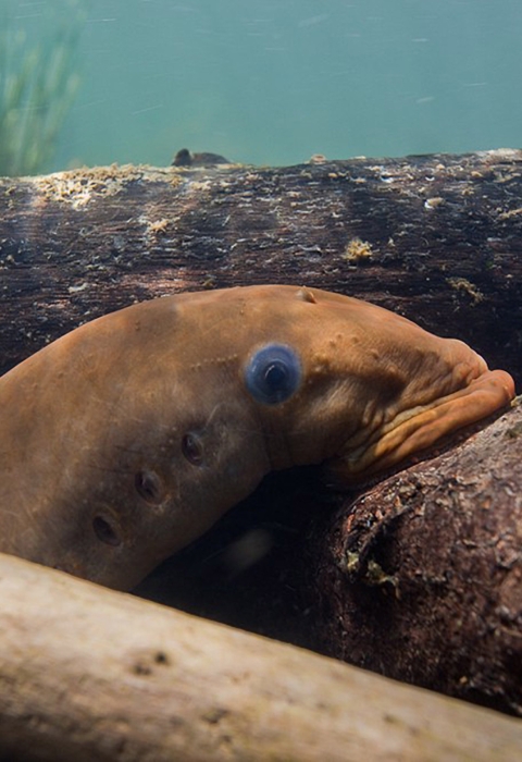 A Pacific lamprey in the water surrounded by woody debris