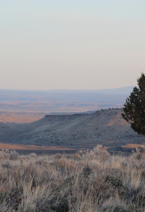 sagebrush country sunrise with lone tree