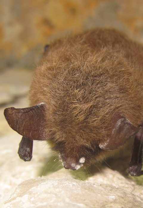 Northern long-eared bat with white-nose syndrome in a cave