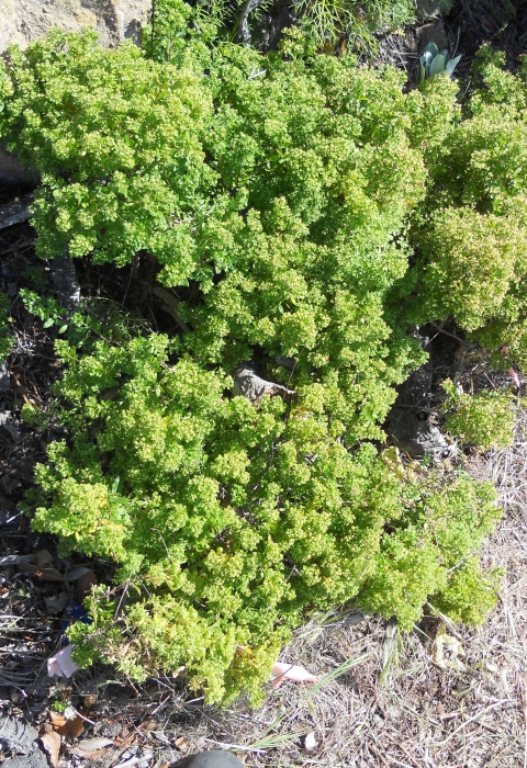 A plant with large clusters of green flowers