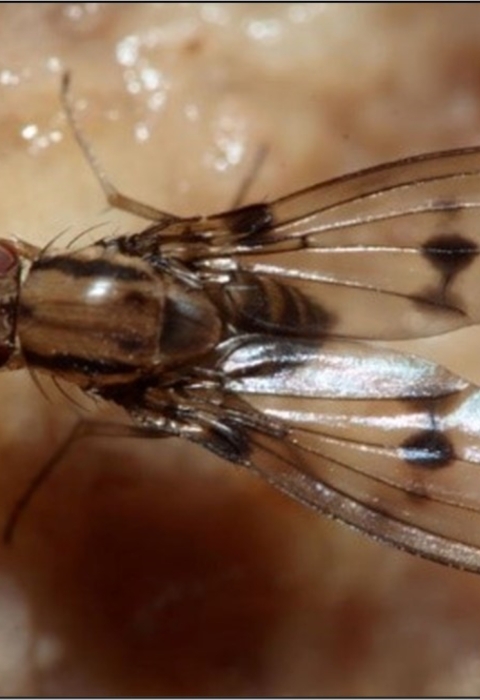 A Hawaiian damsel fly. It has large reddish eyes and clear wings with black spots. Its body is brownish black. 