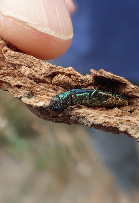 A shiny green-gold emerald ash borer on a piece of bark
