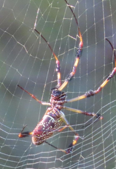 Large yellow, black, red spider on web