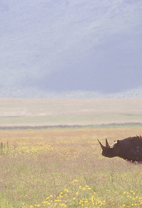 A black rhinoceros in the wild