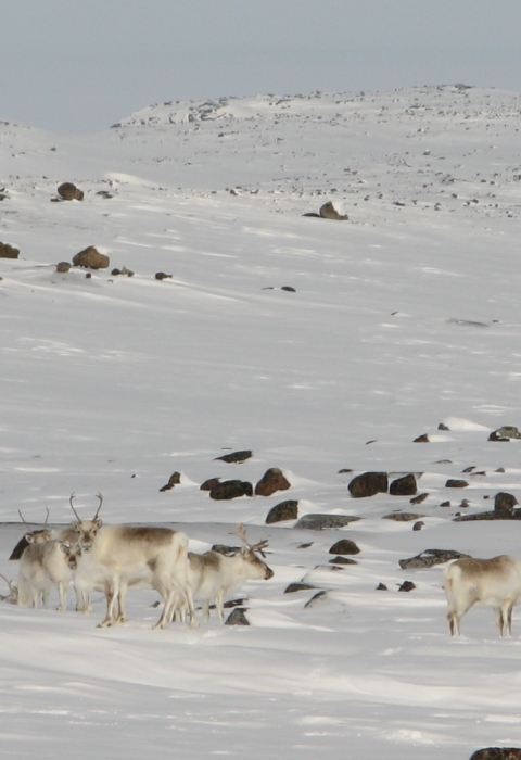 caribou in snowy landscape