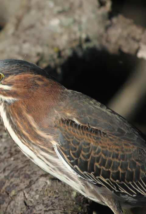 Green Heron standing on branch