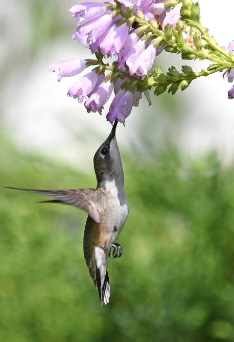 hummingbird under flowers