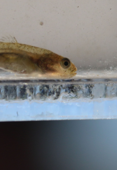 A small fish inside a glass container filled with water