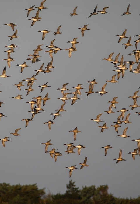 Flock of white snow geese cover the sky over Pea Island Refuge