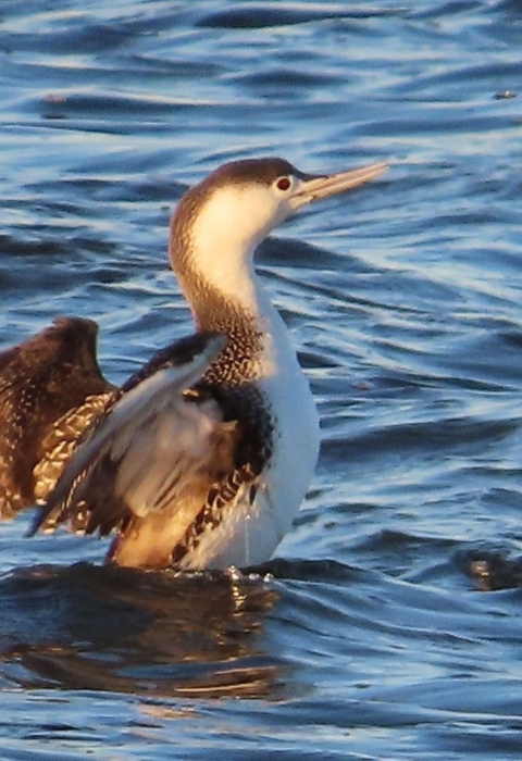 Brown & white loon stands in water flapping its wings