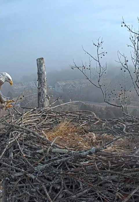 eagle landing on eagle nest