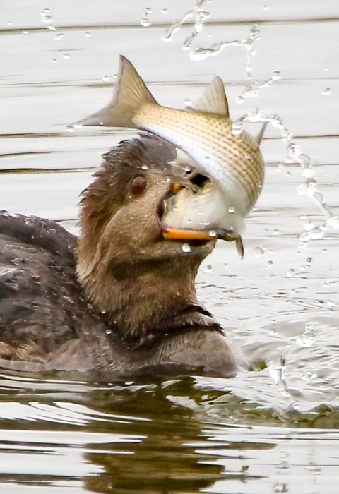 Brown waterfowl on surface of water with large white/brown fish in its bill and throat