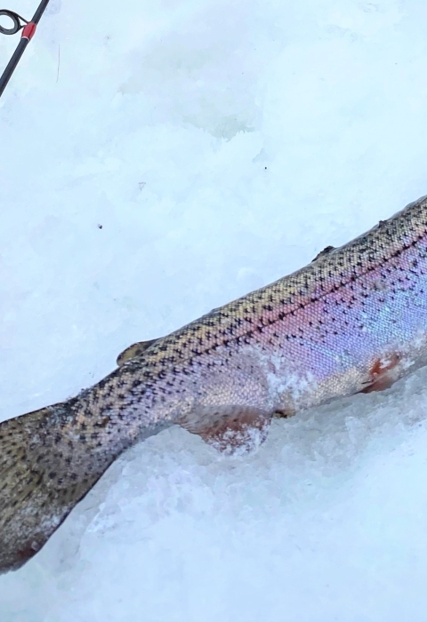 A fish lays on the snowy top of a frozen lake with a fishing rod