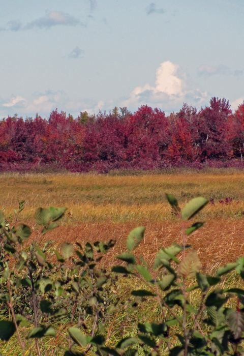 Green shrubs in the foreground are backed by golden wetland plants in the middle distance and red-leaved trees in the back, all under a partly cloudy sky