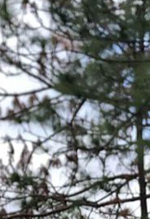 Charley Tarver stands in a longleaf pine forest.